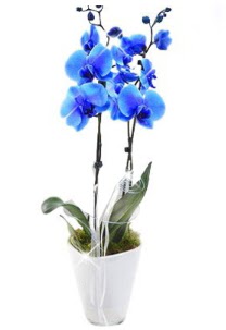 2 dallı AŞILI mavi orkide  Ankara çiçek satışı 