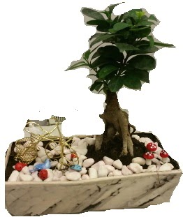 Japon ağacı bonsai satışı  Ankara anneler günü çiçek yolla 