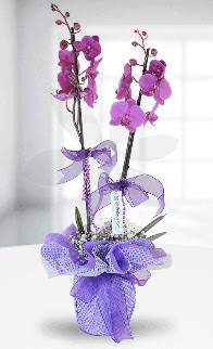Çift dallı mor orkide LİKE MARKADIR  Ankara anneler günü çiçek yolla 