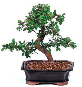 İthal bonsai japon ağacı  Ankara çiçek siparişi sitesi 