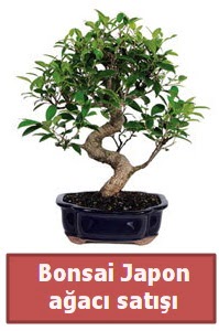 Japon ağacı bonsai satışı  Ankara çiçek siparişi sitesi 