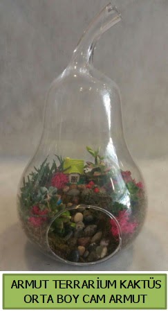Cam Armut terrarium 5 kaktüs  Ankara çiçek gönderme 