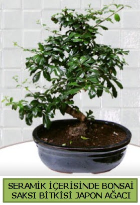 Seramik vazoda bonsai japon ağacı bitkisi  Ankara çiçek siparişi sitesi 