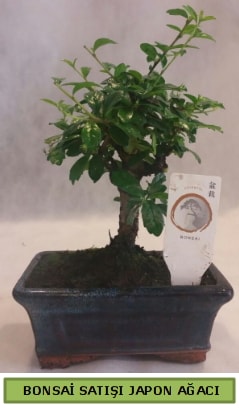 Minyatür bonsai ağacı satışı  Ankara çiçek gönderme 