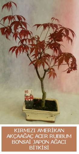 Amerikan akçaağaç Acer Rubrum bonsai  Ankara uluslararası çiçek gönderme 