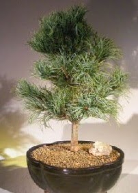 Çam ağacı bonsai bitkisi satışı  Ankara ucuz çiçek gönder 