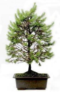 *** STOKTA YOK - Çam ağacı bonsai bitkisi satışı  Ankara cicekciler , cicek siparisi 