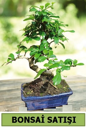 Çam bonsai japon ağacı satışı  Ankara çiçek satışı 