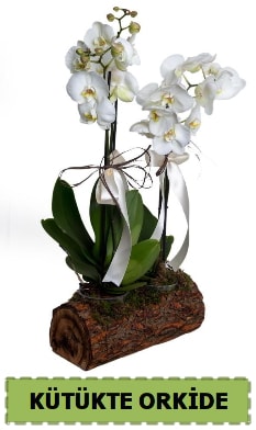 Kütük içerisinde 2 Adet tek dallı orkide  Ankara anneler günü çiçek yolla  
