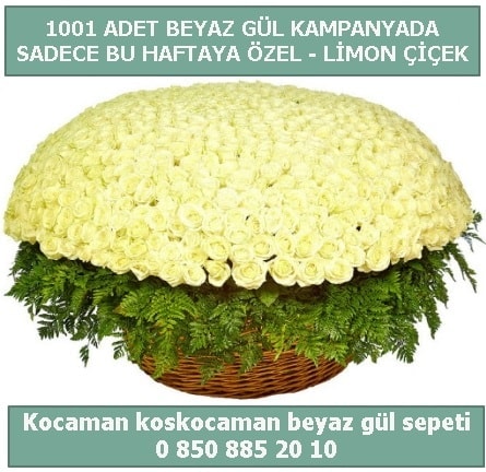 1001 adet beyaz gül sepeti özel kampanyada  Ankara çiçek gönderme sitemiz güvenlidir 