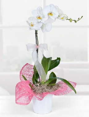 Tek dallı beyaz orkide seramik saksıda  Ankara çiçek gönderme 