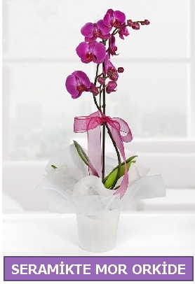 Seramik içerisinde birinci kalite tek dallı mor orkide  Ankara hediye çiçek yolla 