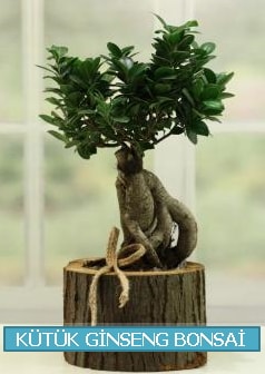 Kütük ağaç içerisinde ginseng bonsai  Ankara çiçek gönderme sitemiz güvenlidir 