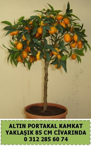Altın portakal Kamkat ağacı bitkisi  Ankara çiçek gönderme 