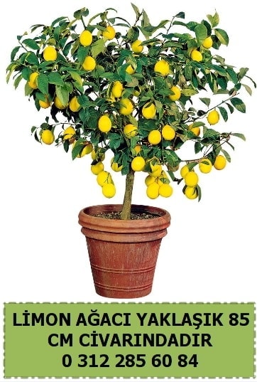 Limon ağacı bitkisi  Ankara çiçek satışı 
