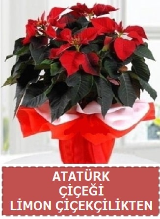 Atatürk çiçeği saksı bitkisi  Ankara çiçek satışı 