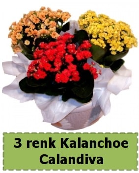 3 renk Kalanchoe Calandiva saksı bitkisi  Ankara çiçek gönderme 