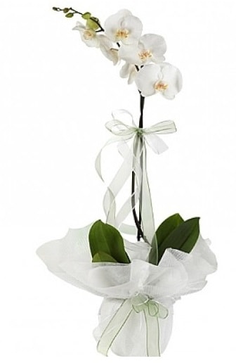 Tekli Beyaz Orkide  Ankara İnternetten çiçek siparişi 