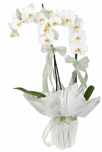 Çift Dallı Beyaz Orkide  Ankara anneler günü çiçek yolla 