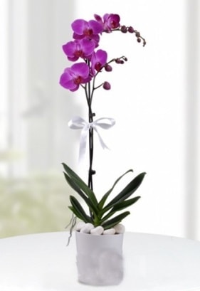 Tek dallı saksıda mor orkide çiçeği  Ankara çiçekçiler 