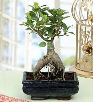 Appealing Ficus Ginseng Bonsai  Ankara anneler günü çiçek yolla 