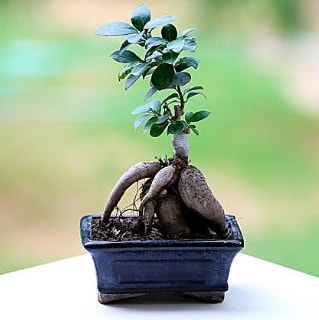 Marvellous Ficus Microcarpa ginseng bonsai  Ankara çiçek siparişi vermek 