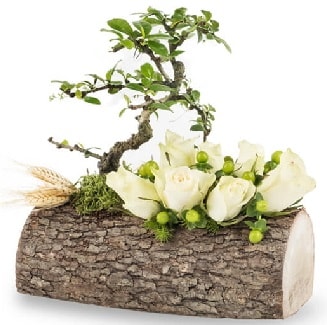 Doğal kütükte bonsai ağacı ve 7 beyaz gül  Ankara çiçek gönderme sitemiz güvenlidir 