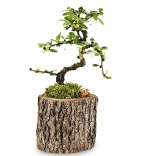 Doğal kütükte S bonsai ağacı  Ankara çiçek satışı 