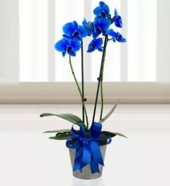 Çift dallı mavi orkide  Ankara çiçek satışı 
