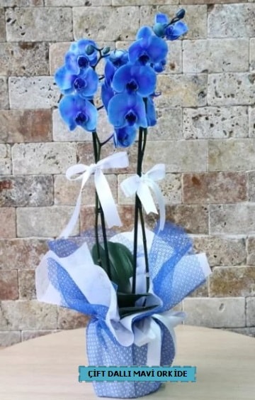 çift dallı ithal mavi orkide  Ankara çiçek yolla 