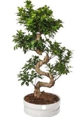 90 cm ile 100 cm civarı S peyzaj bonsai  Ankara çiçek gönderme sitemiz güvenlidir 