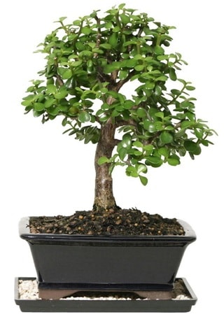 15 cm civarı Zerkova bonsai bitkisi  Ankara çiçek siparişi sitesi 