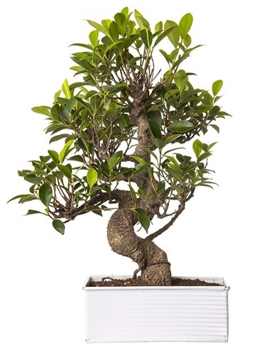 Exotic Green S Gövde 6 Year Ficus Bonsai  Ankara çiçek gönderme sitemiz güvenlidir 
